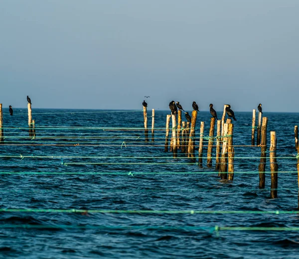 Cormorant Resting Wooden Pole Used Fishermen Nets High Quality Photo — Stok Foto