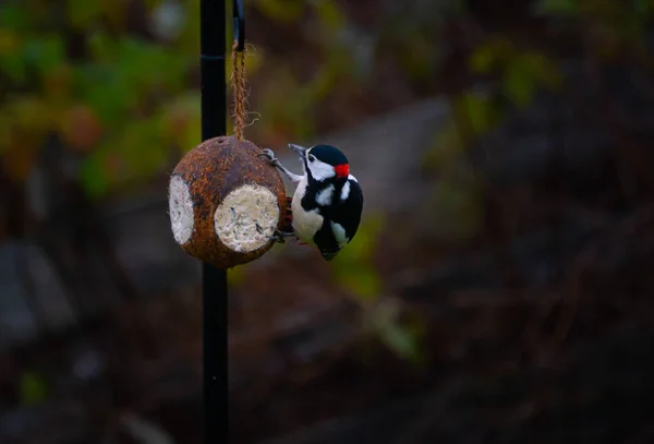 Great Spotted Woodpecker Eating Seeds Coconut Garden Bird Feeder Close — Stock Photo, Image