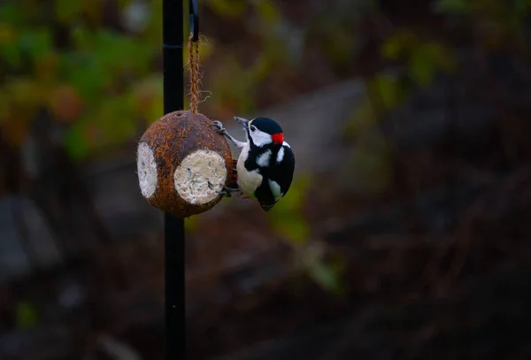 Buntspecht Frisst Samen Von Einem Vogelfutterhäuschen Kokosgarten Aus Nächster Nähe — Stockfoto