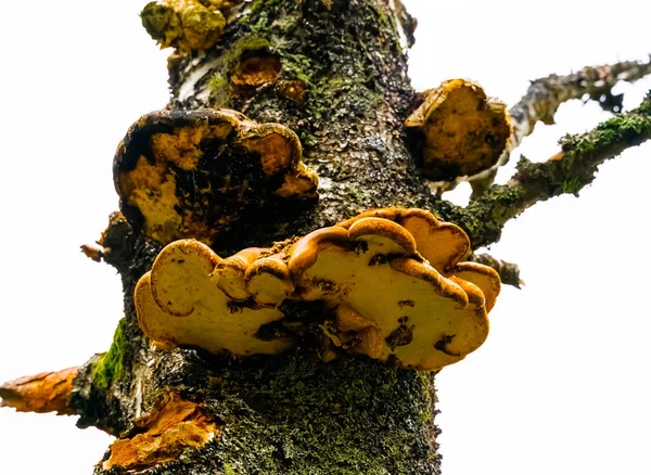 Yaşlı Ölü Bir Ağaçta Yetişen Sarı Turuncu Istiridye Mantarları Evet — Stok fotoğraf