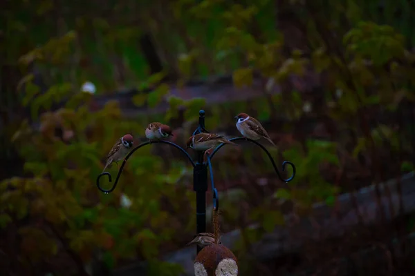 Common House Sparrows Great Tits Garden Birdfeeder High Quality Photo — 스톡 사진