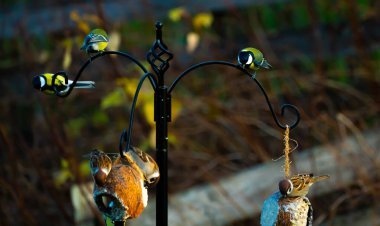 Common house sparrows and great tits on a garden birdfeeder. Blurred background. High quality photo