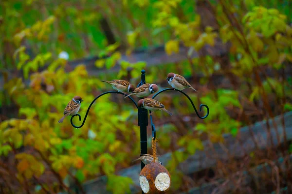 Moineaux Domestiques Communs Grands Seins Sur Une Mangeoire Oiseaux Jardin — Photo