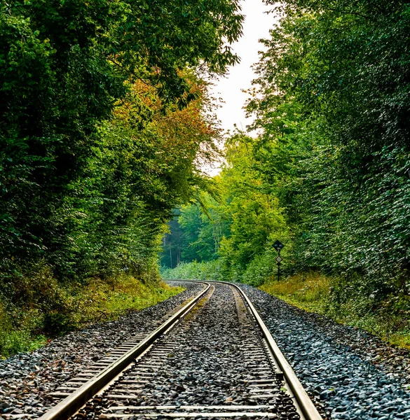 Railroad tracks running through a lush green forest. . High quality photo