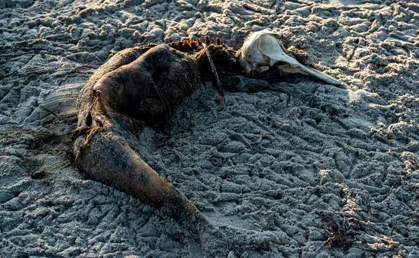 Verwesende Leiche Und Schädel Eines Kleinen Toten Delfins Strand Folge — Stockfoto