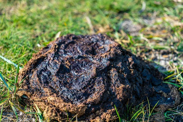 Stinkende Kuhdung Stapelt Sich Auf Einer Wiese Aus Nächster Nähe — Stockfoto