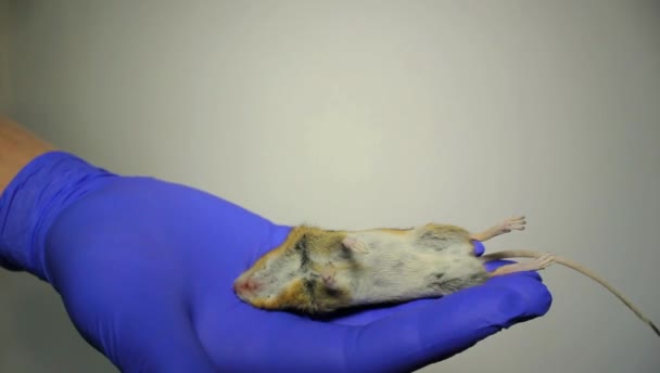 白い背景を持つ手の死んだマウス — ストック動画