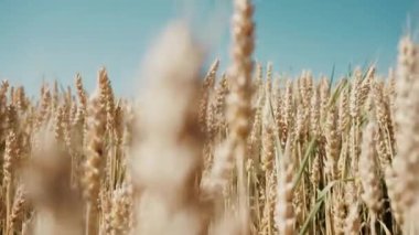 Hasattan önce altın bir buğday tarlasında ilerliyoruz..