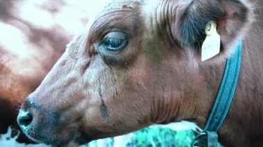 Kırmızı inek gölgede taze çimenleri çiğniyor.