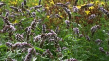 Bal arısı bir yaz günü çiçek tarlasında polen arıyor..