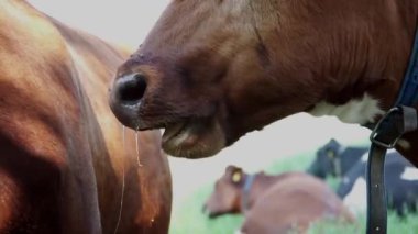 Kırmızı inek gölgede taze çimenleri çiğniyor. Yüksek kaliteli FullHD görüntüler