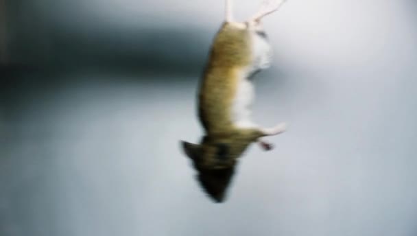 Dead Mouse Dangling Its Tail Video Clip White Grey Background — Stockvideo