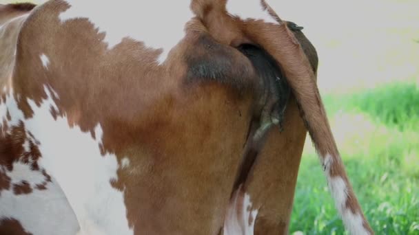 Корова Бачила Позаду Ілюструючи Викиди Газу Від Великої Рогатої Худоби — стокове відео