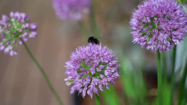 Bumblebee Szuka Pyłku Fioletowym Kwiecie Alliu — Wideo stockowe