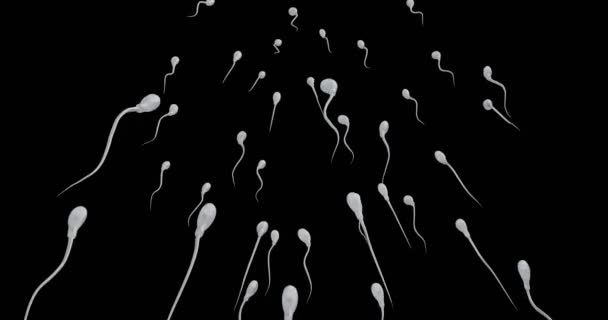 Sperma Úszás Emberi Tojás Lmbt Jogokat Zászlót Színek Képviselő Szülői — Stock videók