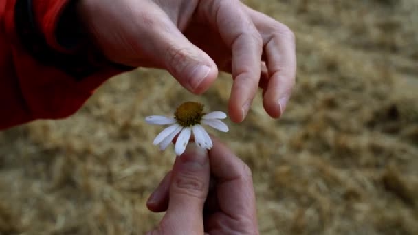 Weibliche Finger Ziehen Blütenblätter Einer Gänseblümchenblume Symbol Einer Liebe Mich — Stockvideo