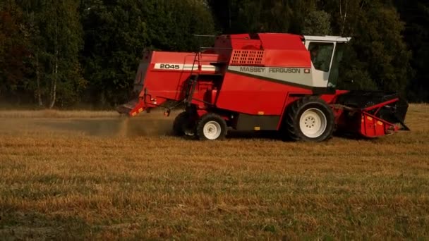 Massey Ferguson plus âgé combine moissonneuse-batteuse travaillant sur un champ de blé doré dans le soleil du soir. — Video