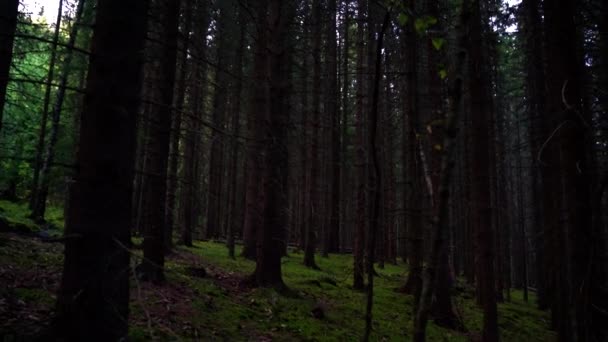 黄昏时分，在昏暗的光线下，可怕的深黑松树林，盘绕在树干周围. — 图库视频影像