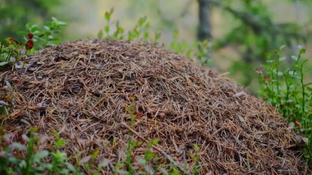 Anthill i skogen gjord av barr och grenar, rymmer en stor koloni av myror. — Stockvideo