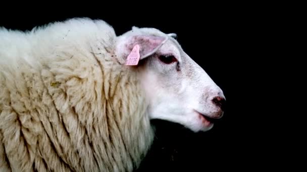 Белые овцы едят траву в дикой природе. Закрыть съемку. — стоковое видео