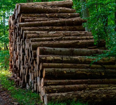 Yol kenarına istiflenmiş ve testere değirmenini bekleyen devasa kereste kütükleri.. 