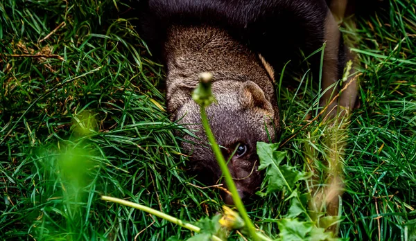 Ein Tayra Wiesel Beim Spielen Gras Hochwertiges Foto — Stockfoto