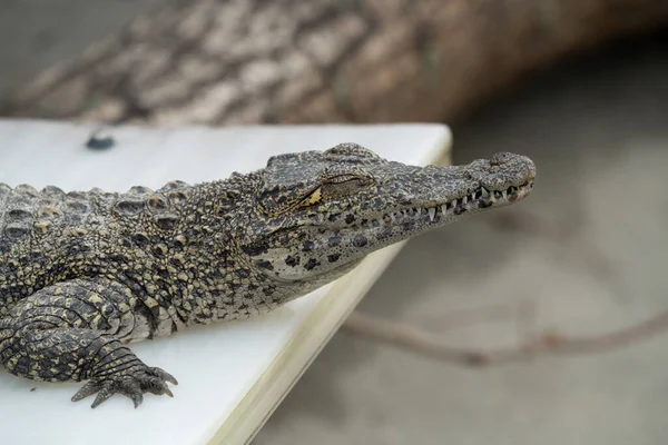 Small Baby Alligator Crocodile Resting Sun High Quality Photo — Stock Photo, Image