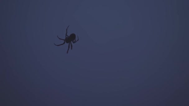 Acercamiento Silueta Una Araña Que Trabaja Tela Último Resplandor Luz — Vídeo de stock