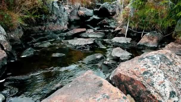 Agua Corriendo Por Pequeño Arroyo Bosque Cámara Lenta — Vídeos de Stock