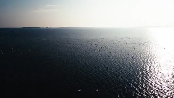 Велика Зграя Білих Німих Лебедів Лежать Воді Перед Міграцією Вид — стокове відео