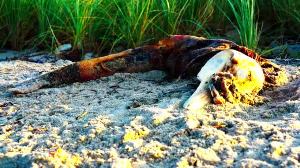 Rottend Karkas Van Een Dode Dolfijn Het Zand Een Strand — Stockvideo