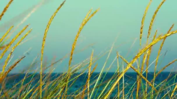 Individuele Grasrietjes Zwaaiend Wind Door Een Strand Met Zee Achtergrond — Stockvideo