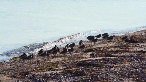Flock Sanderling Sand Piper Wading Birds Foraging Waters Edge — Stock Video