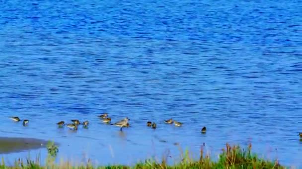 Flock Sanderling Sand Piper Wading Birds Foraging Waters Edge Low — Stock Video