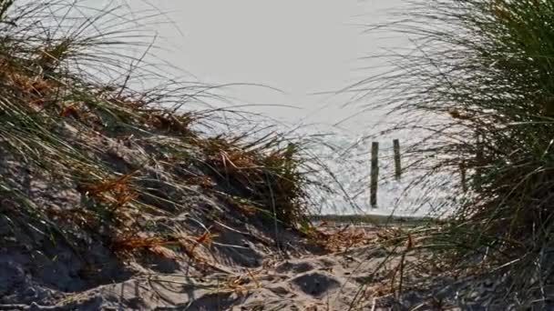 Klein Pad Door Zandduinen Leidt Naar Het Strand Een Warme — Stockvideo