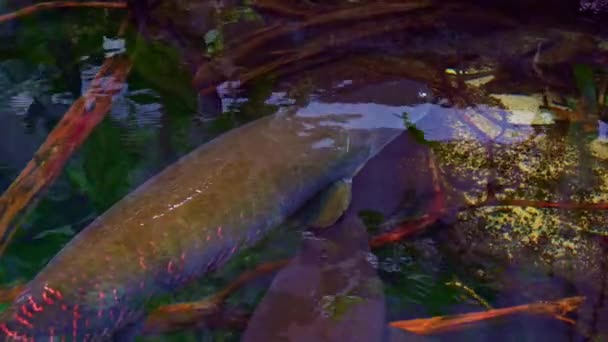 Две Большие Южноамериканские Рыбки Арапайма Гигас Скрываются Поверхностью Реки Ожидая — стоковое видео