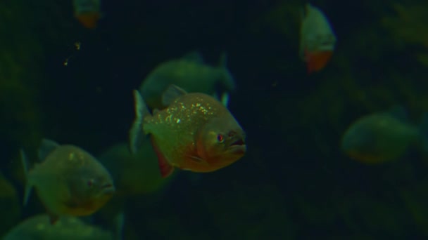 ジャングルの中の濁った緑色の水の中で泳ぐ大きな赤い腹のピラニア魚の浅瀬 — ストック動画