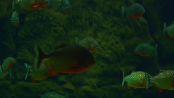 Hejno Velkých Červených Břichatých Piraňských Ryb Plavajících Kalné Zelené Vodě — Stock video