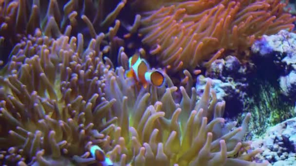 Dwie Pajac Ocellaris Pływające Wokół Dużego Anemona Morskiego Rafie Koralowej — Wideo stockowe