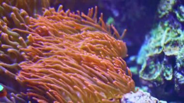 Mercan resifinde büyük bir deniz şakayığının içinde ve çevresinde yüzen iki Osellaris palyaço balığı. 4K video