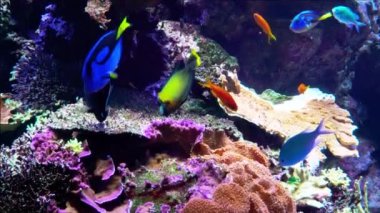 Renkli balıklarla dolu mercan resifleri ve Achilles Tang, Lypertail Anthias ve genç kızlar gibi yaşam. 4K video.