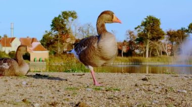 Halk parkında göletin kenarındaki grilag kaz.