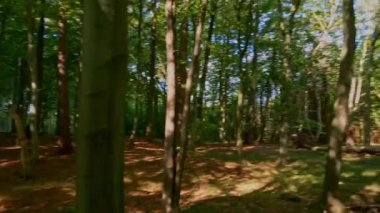 Ormandaki yemyeşil ağaçların arasında dönüyor, yavaşça yukarı doğru yükseliyor. 4K hava görüntüsü.