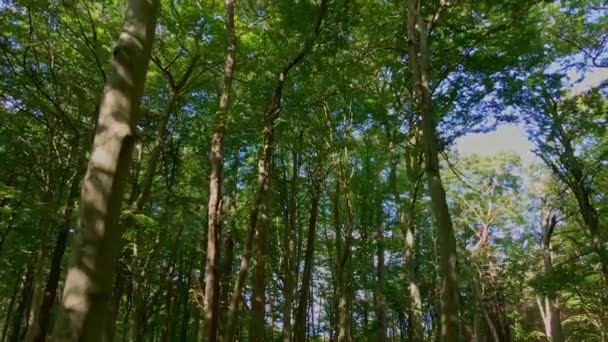 Bewegend Door Een Oud Dicht Bos Met Hoge Bomen Groen — Stockvideo