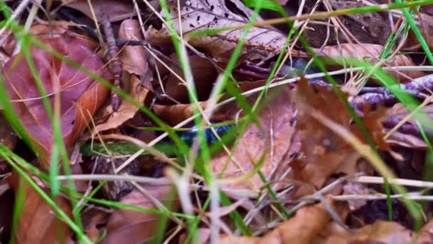 Primer Plano Vídeo Una Tierra Común Aburrido Escarabajo Estiércol Arrastrándose — Vídeo de stock