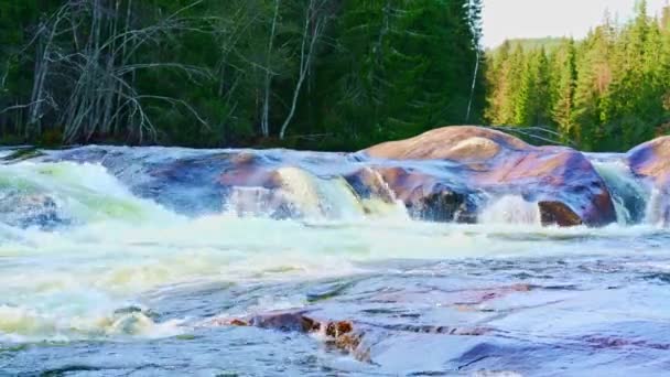 Широка Річка Порогами Рухаються Над Великими Валунами Задньому Плані Зелений — стокове відео