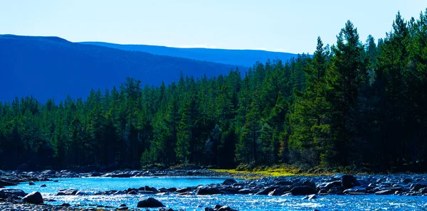 Large Serene River Flowing Wild Pine Forest National Park Mountains — Stock Photo, Image