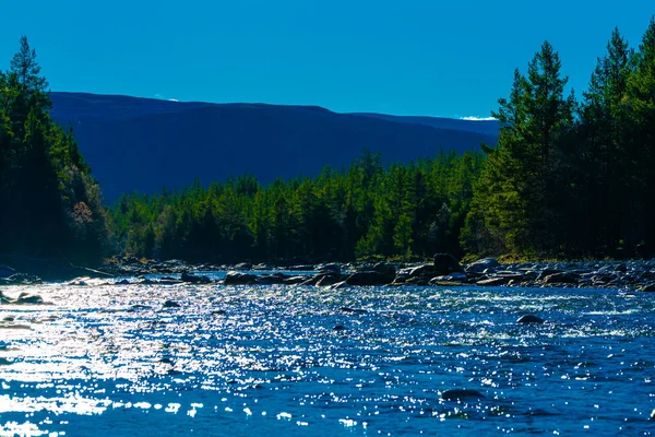 Большая Спокойная Река Протекающая Через Дикий Сосновый Лес Национальном Парке — стоковое фото