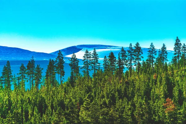 Vue Panoramique Sur Une Forêt Pins Luxuriante Avec Des Sommets — Photo