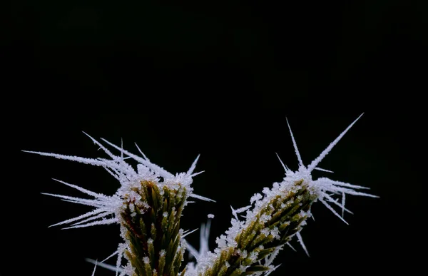 Close Image Spiked Ice Crystals Branch Shallow Depth Field High — Stock Photo, Image
